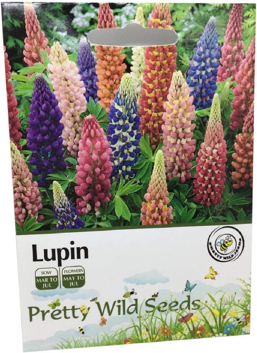 200 Lupin Flower Seeds Russell Mix Tall Cottage Garden Favourite Perennial 200 Seeds