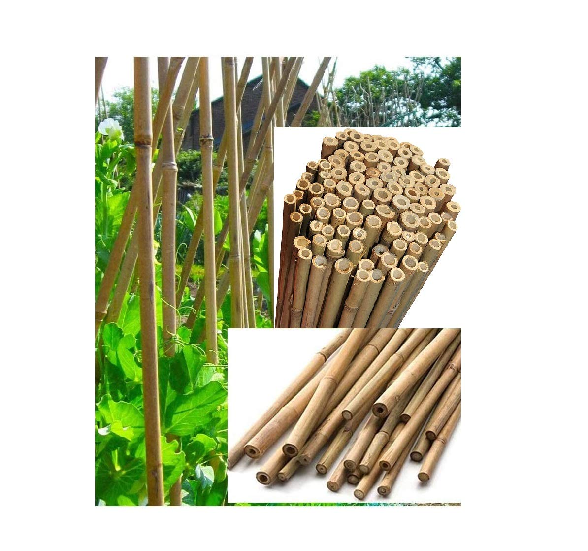 Z&Q BROS LTDHeavy Duty Bamboo Cane Garden Stakes 4Ft x 10-12mm Plant Stakes Sticks Sturdy Plant Suppot Climbing for Tomatoes, Trees, Beans, Flowers, Vegetables - 20 Pack