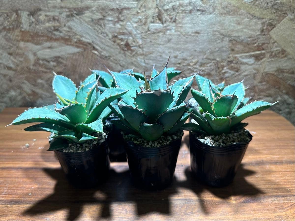 K-0336 ７株セット アガベオテロイオアハカ子株 AgaveOteroi Oaxaca