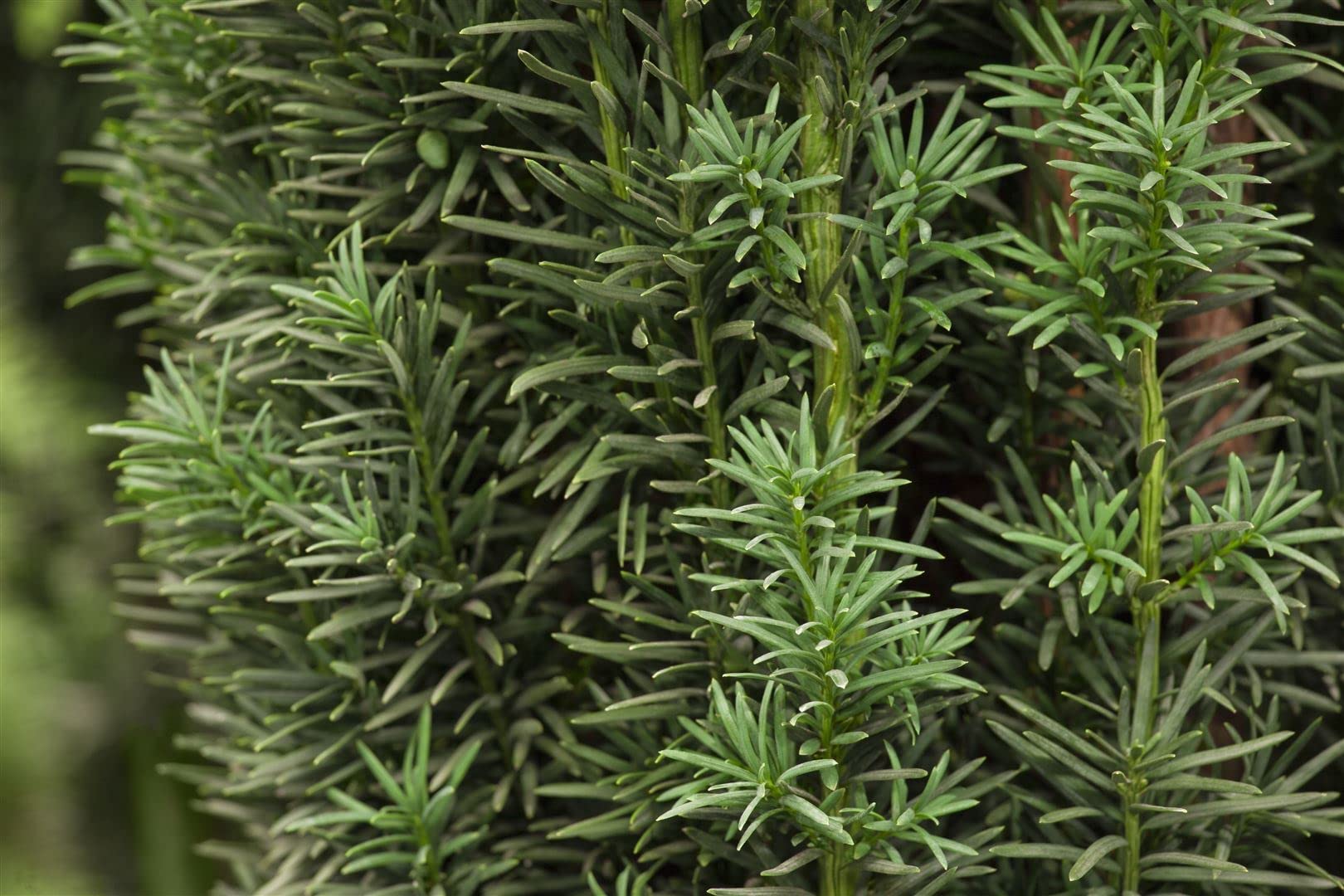 Säuleneibe Taxus baccata Fastigiata Robusta 100-120 cm immergrün