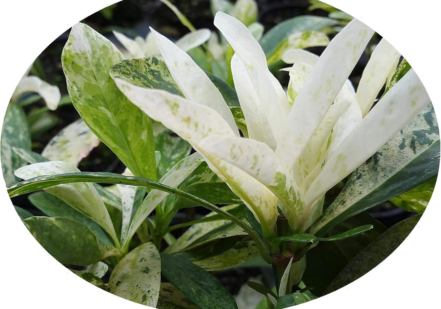 Thai Snow Variegated Leaf- Ixora coccinea Hybrid - Live Tropical Shrub Plant - Unusual White Flower - Emerald Goddess Gardens Starter Sz 4 Inch Pot