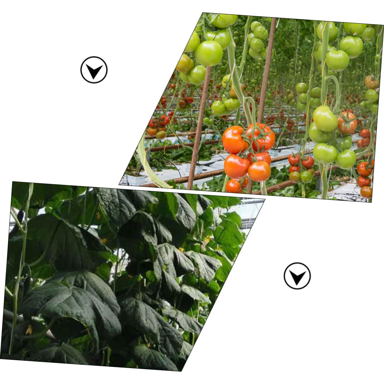 Milisten 2sets Sostenere Rampicanti Kit per Giardinaggio e Cetrioli La Spazi Ridotti per e