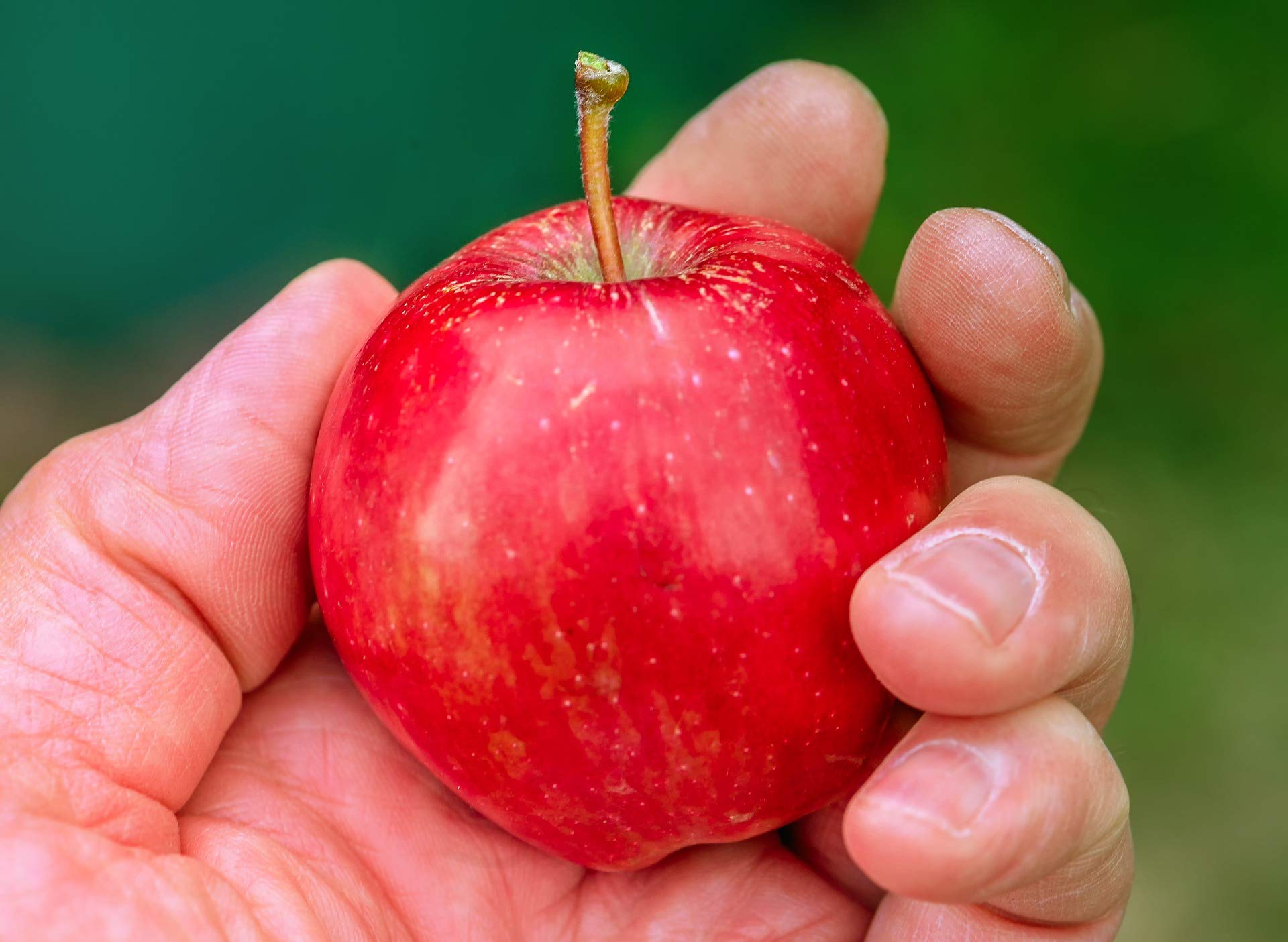 Red Delicious Äpfel süß + saftig, 5 kg Box