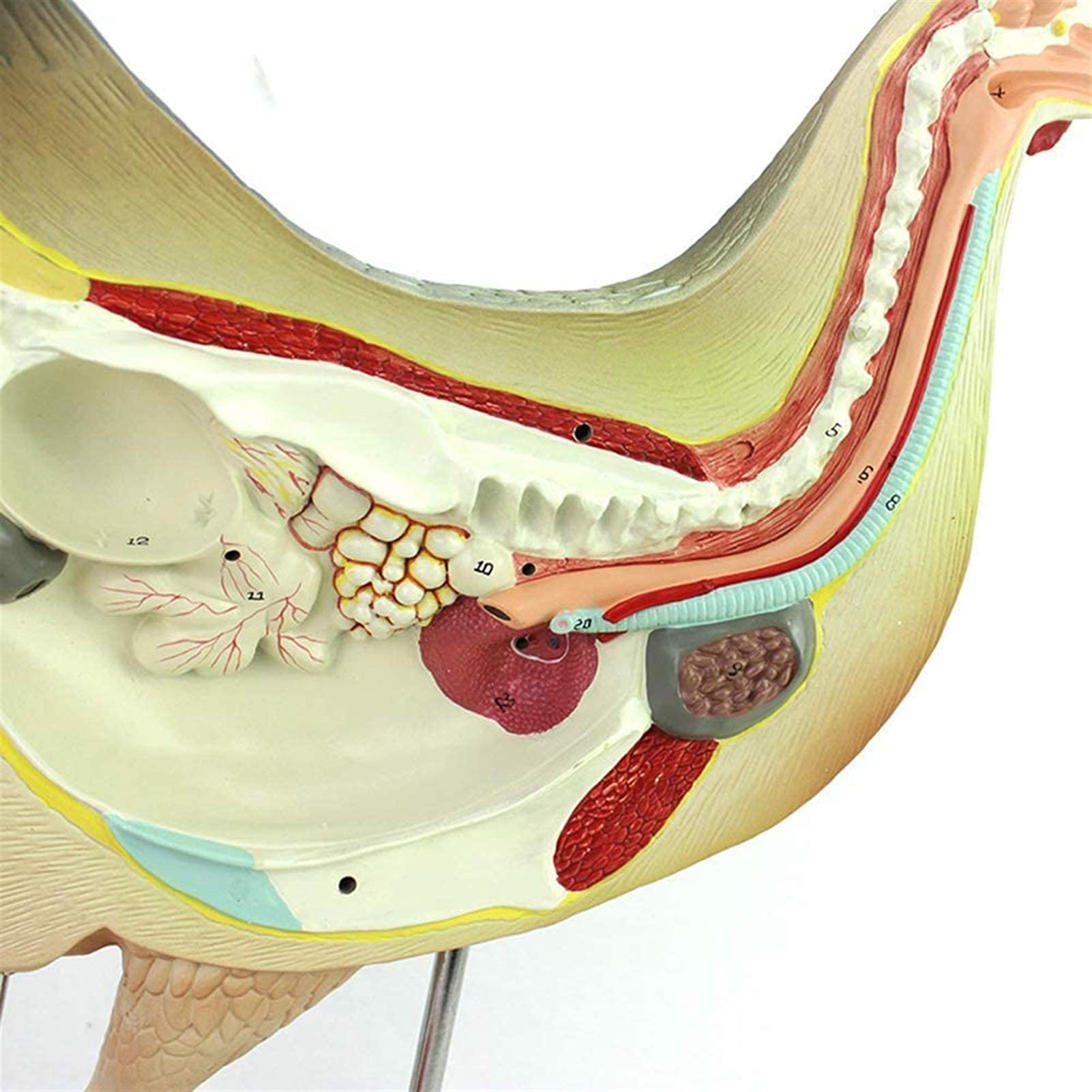 Model Narządów Kurczaka, Mięśnie Trzewne, Nerwy Trzewne, Anatomia Drobiu Weterynaryjnego, Zestaw Odczynników Naukowych, Materiały Laboratoryjne, Modele Medyczne, Materiały Edukacyjne
