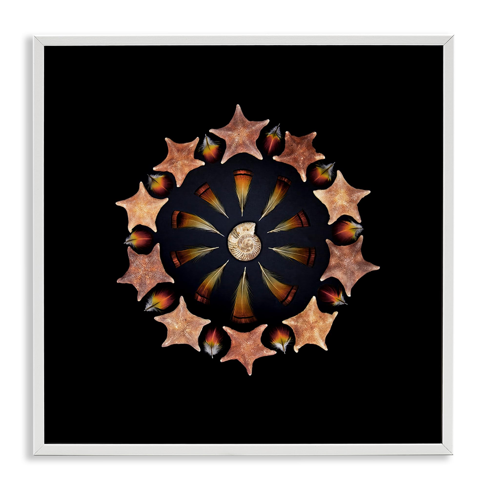 Stupell Industries 'Nautical Nature Arrangement', Framed Giclee Art, White, 24 x 24 Inches, Easy to Hang and Sturdy, Made in USA, by Beth Adoette