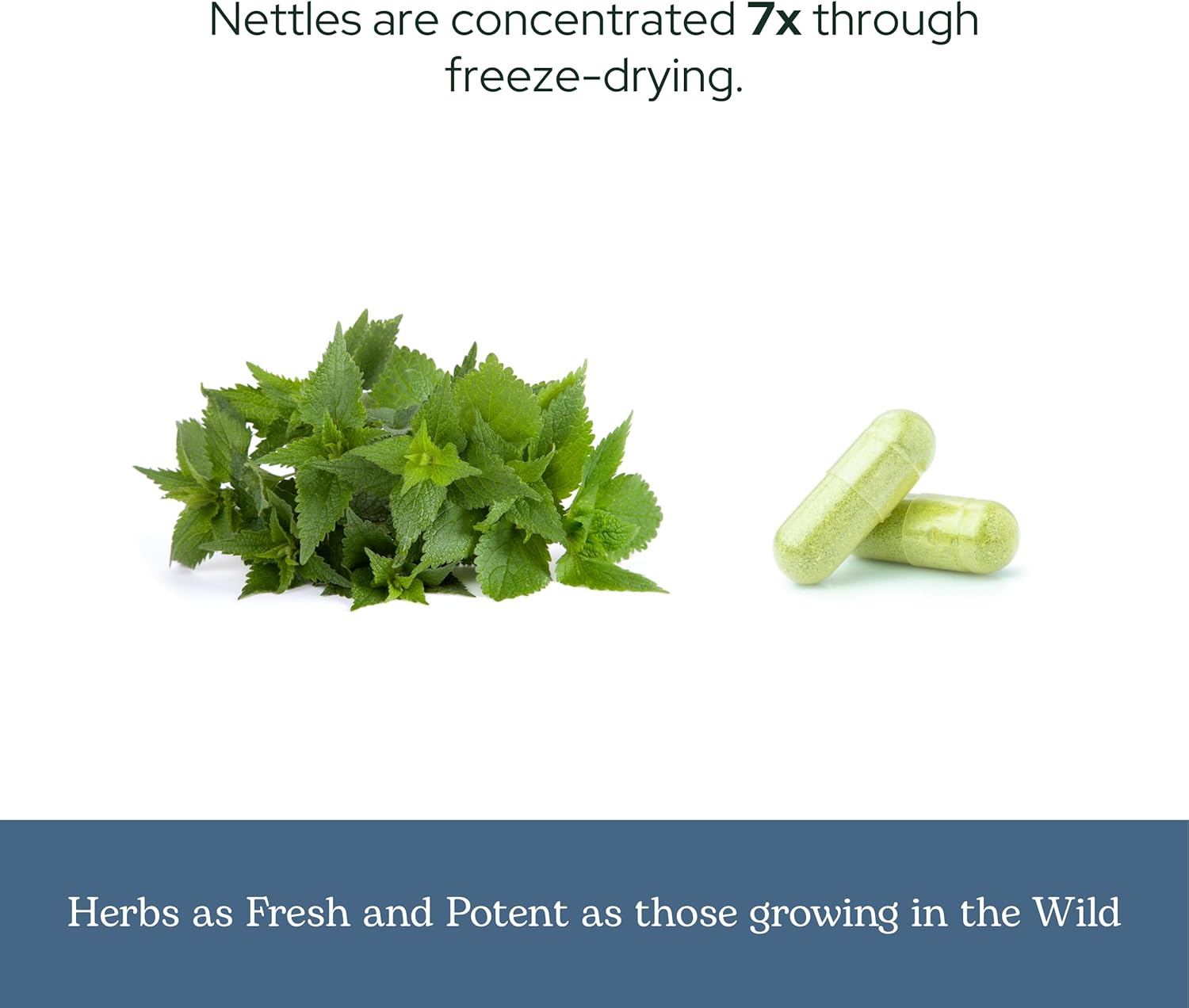 Eclectic Herb - Nettle Quercetin Capsules | Non-GMO, Vegan | 90 CT