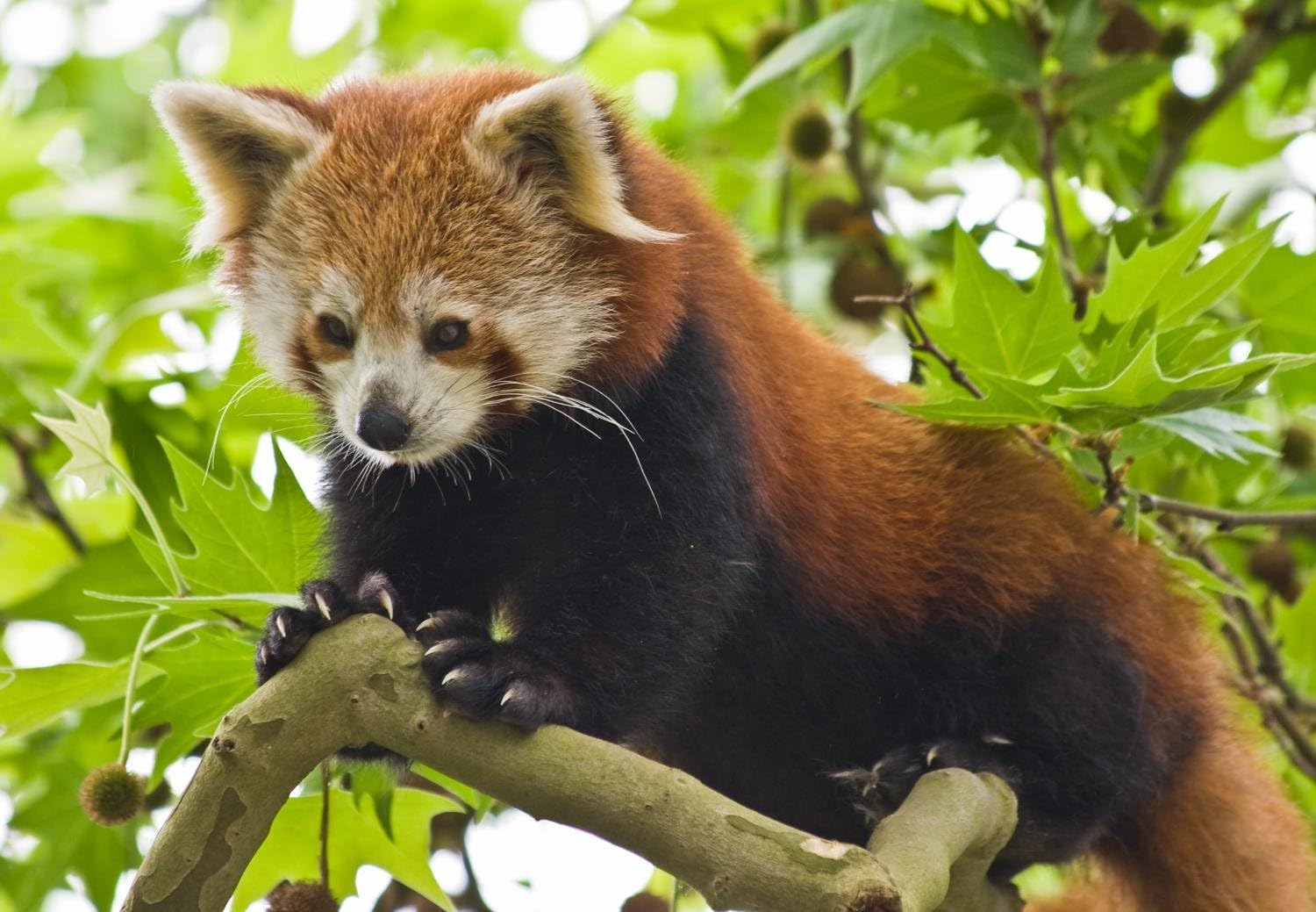 Wallmonkeys Climbing Red Panda Wall Mural Peel and Stick Animal Graphics (36 in W x 25 in H) WM62935