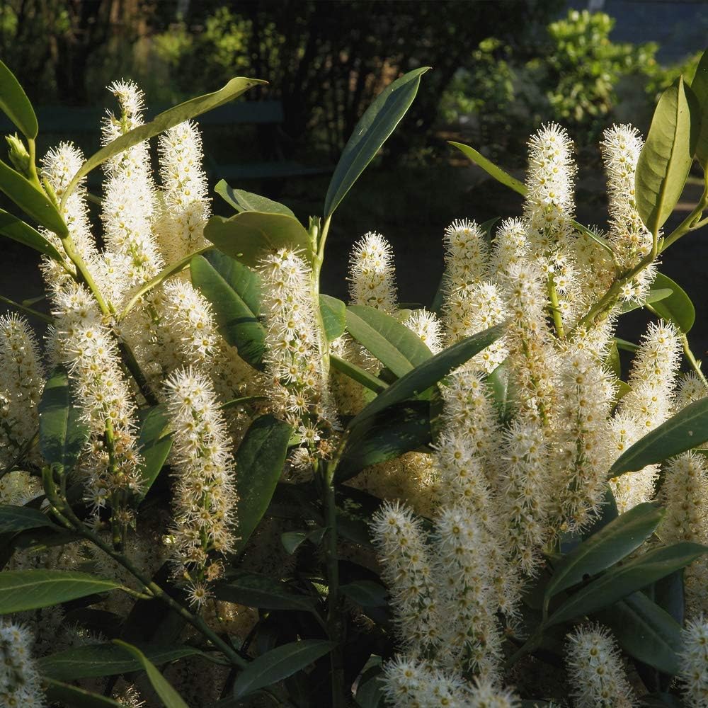 Hardy Cherry Laurel ‘Etna' Flowering Potted Garden Plants Ideal for Cottage Gardens, Walls, Fences, Patio and Containers (1 x 10 Liter Pot)