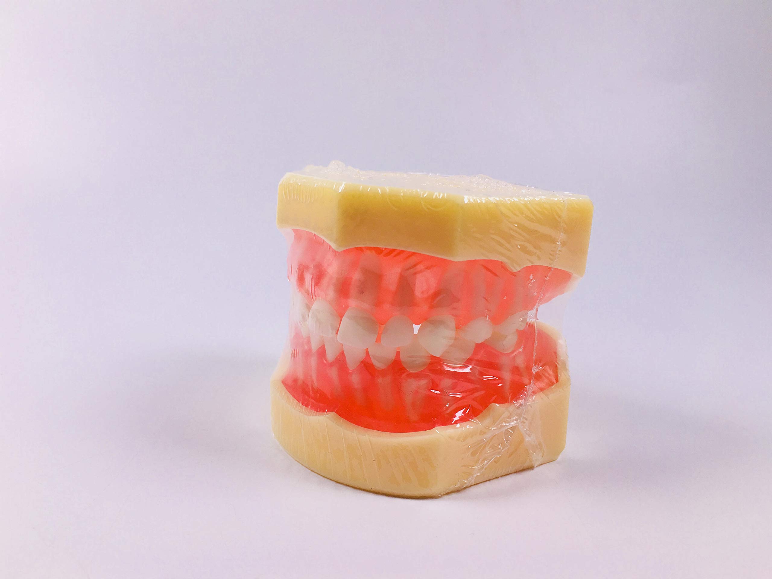 Removable 24 Pieces Teeth Dental Study Model Gap Between Tooth Primary Demonstate Teach Tool