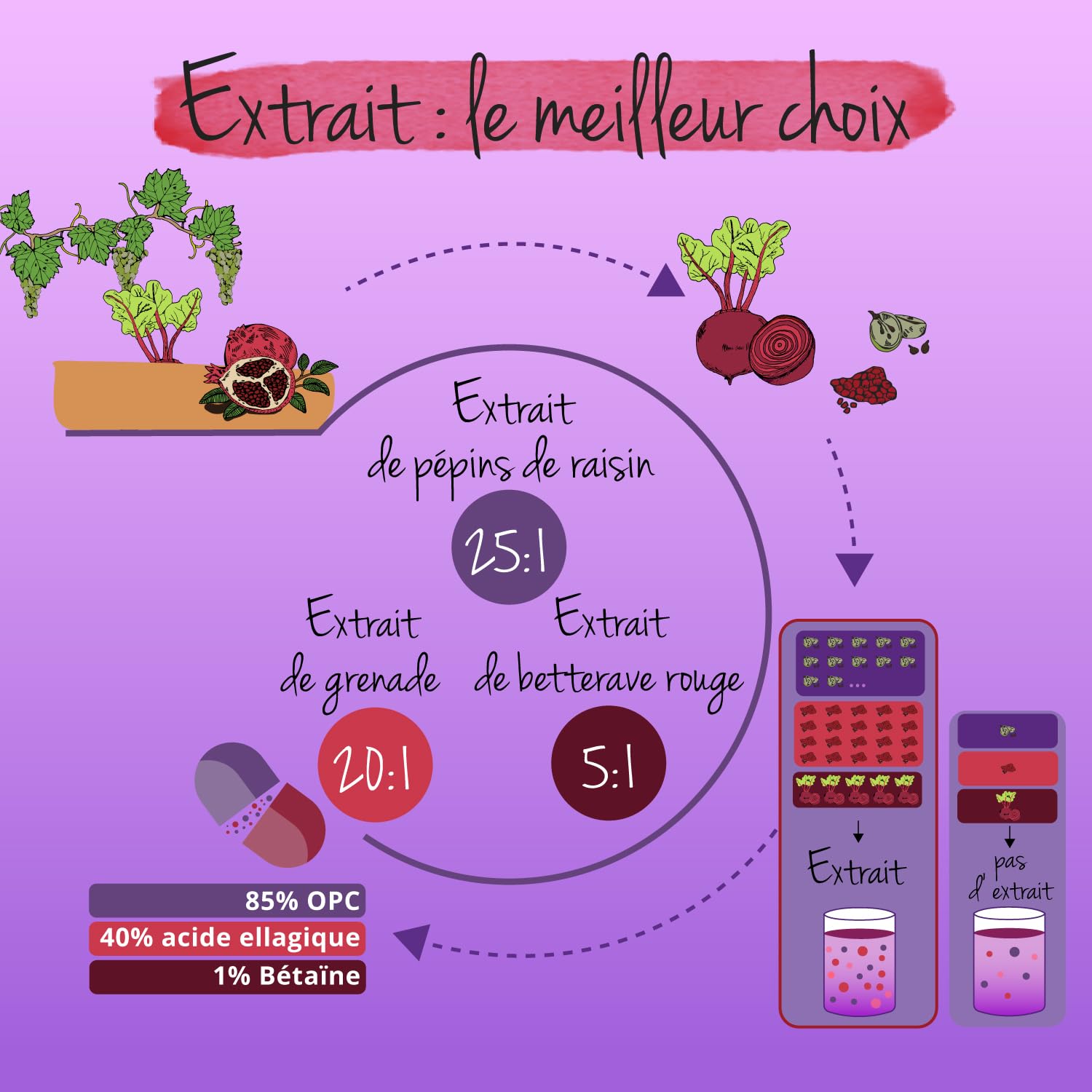 OPC Extraits de Pépins de Raisin | Antioxydant Puissant & Santé Cardiovasculaire | Avec Betterave Rouge & Grenade | Sans Additif & Vegan | 120 Gélules | Vegavero®
