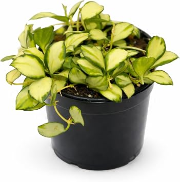 Hoya Heuschkeliana Variegata Plant