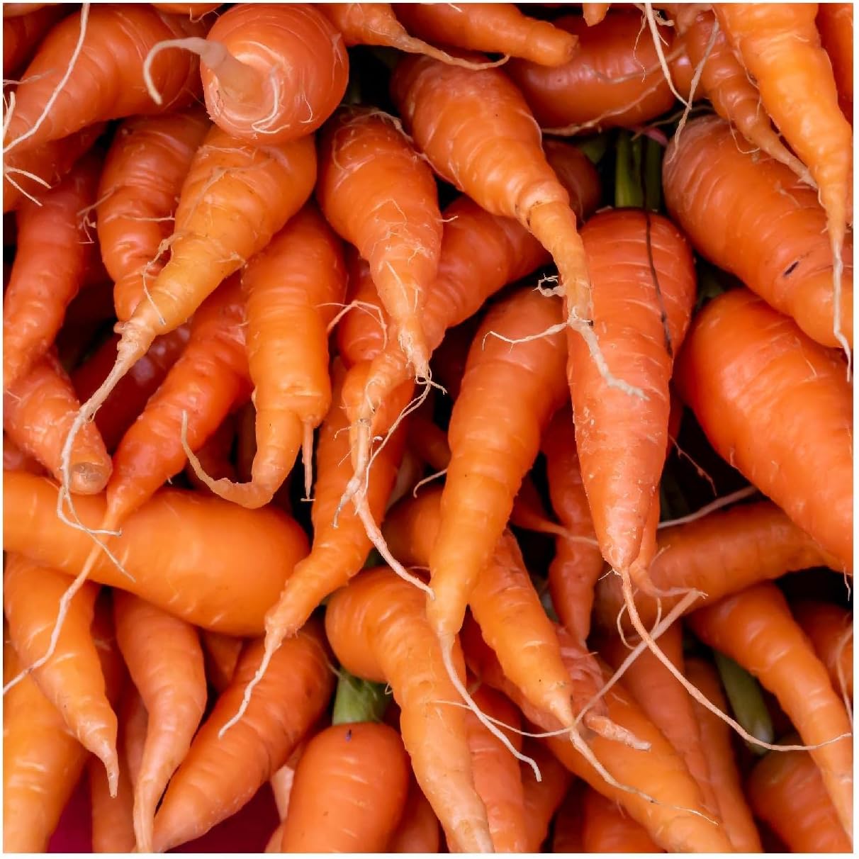 Everwilde Farms - 1 Lb Organic Chantenay Red Cored Carrot Seeds - Gold Vault Packet