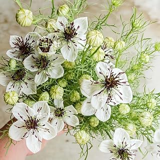 ニゲラ アフリカンブライド 花の種 30粒 グリーン ガーデニング園芸用品 ローメンテナンス 日本製 | 花の種 ニゲラ アフリカンブライド 30粒 ガーデニング園芸用品 白花 フェンネル状葉 切り花向き