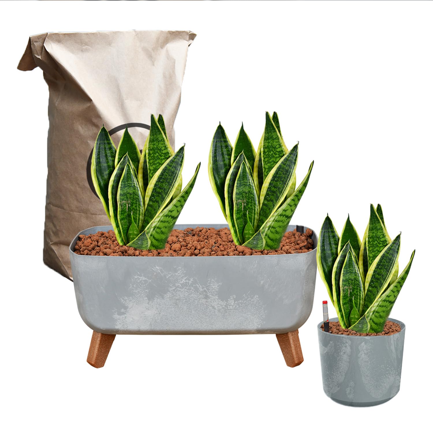Hydro Büropflanzen Set Sideboard Betonoptik Grau Sansevieria