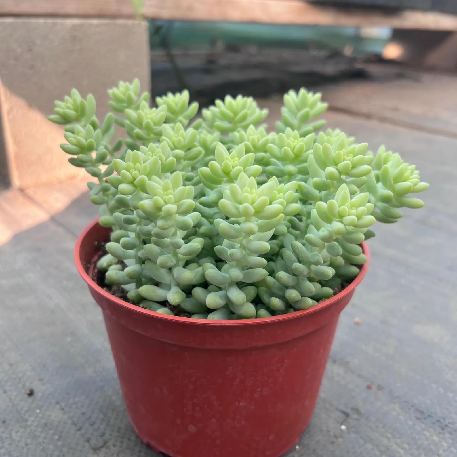 Burros Tail Live Plant | Donkeys Tail Succulent Plants | Sedum Morganianum Succulents Indoor Plant Cuttings Gifts | Outdoor Houseplants (Heat Pack Included)