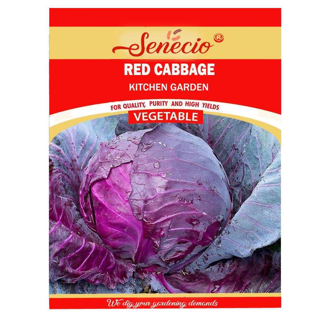 SENECIO� Purple Red Cabbage Kitchen Garden Variety Seed Pack Of 20 Seeds-image-8