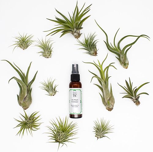 Live Tillandsia - Plantas de aire con fertilizantes para plantas de aire, paquete variado de 12 unidades de tamaños surtidos y especies de plantas