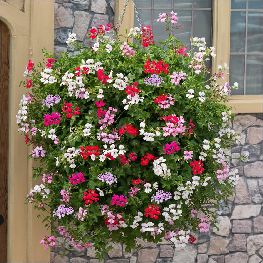 Yougarden Mixed Geranium 'Reach-Out', Set Of 20 Garden Ready Plants, Ready To Plant, Summer Flowering Trailing Geraniums, Grow In Containers, Hangingbaskets, And Window Boxes