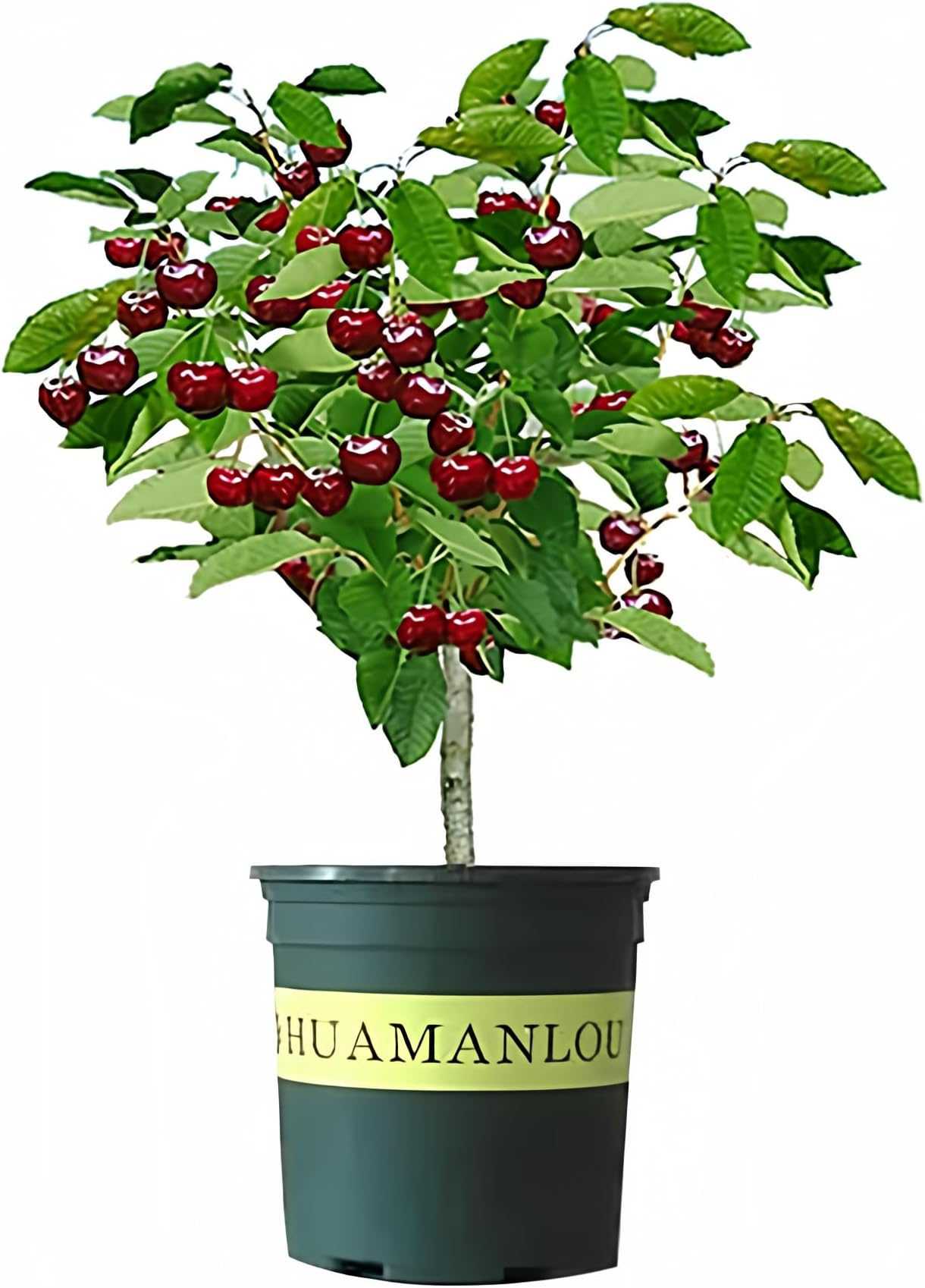 Black Cherry Fruit Tree Live Plant Seeding, 15-17inch Height -Prunus serotina, for Home and Garden Yards Planting