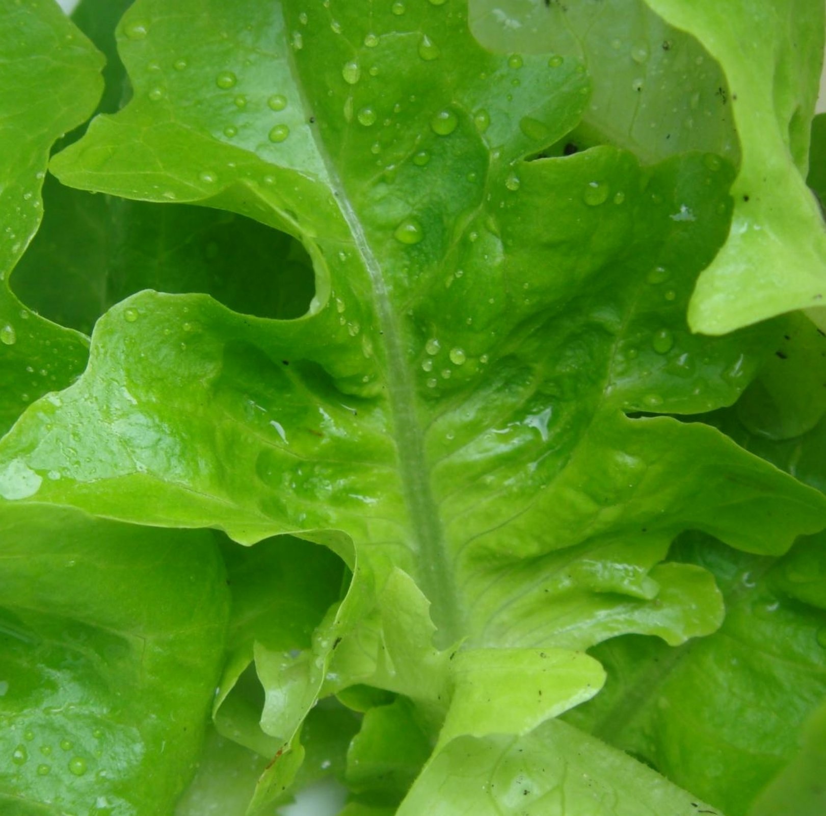 20,000+ Microgreens Seeds- Oakleaf Lettuce