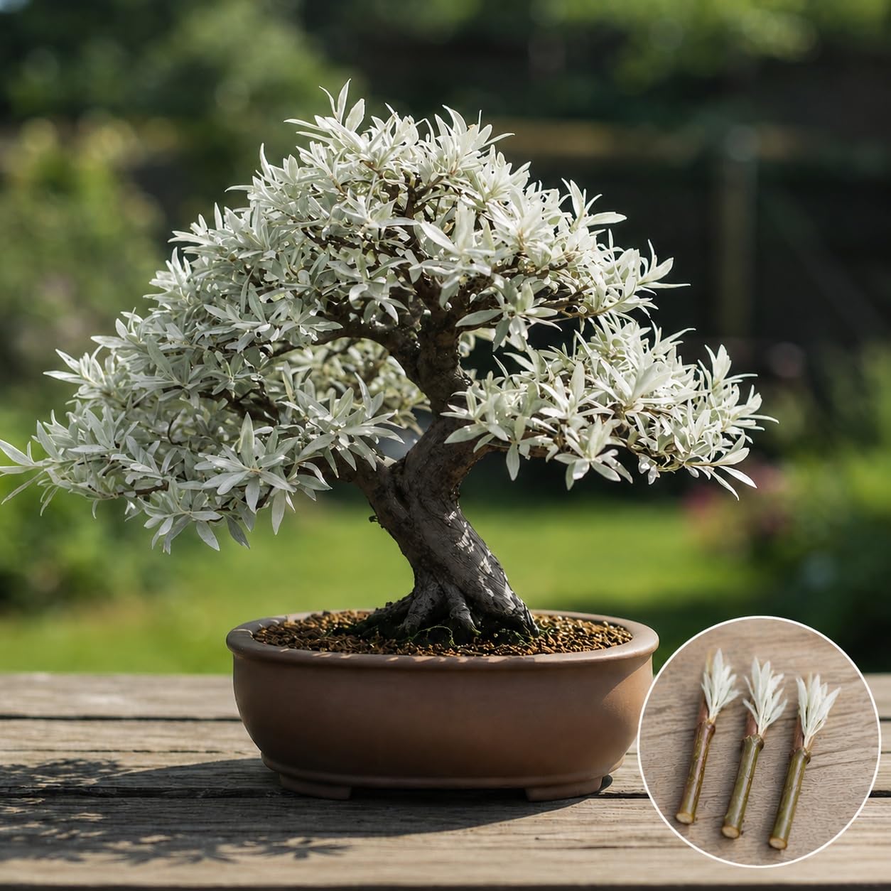 Dwarf White Willow Bonsai Cutting