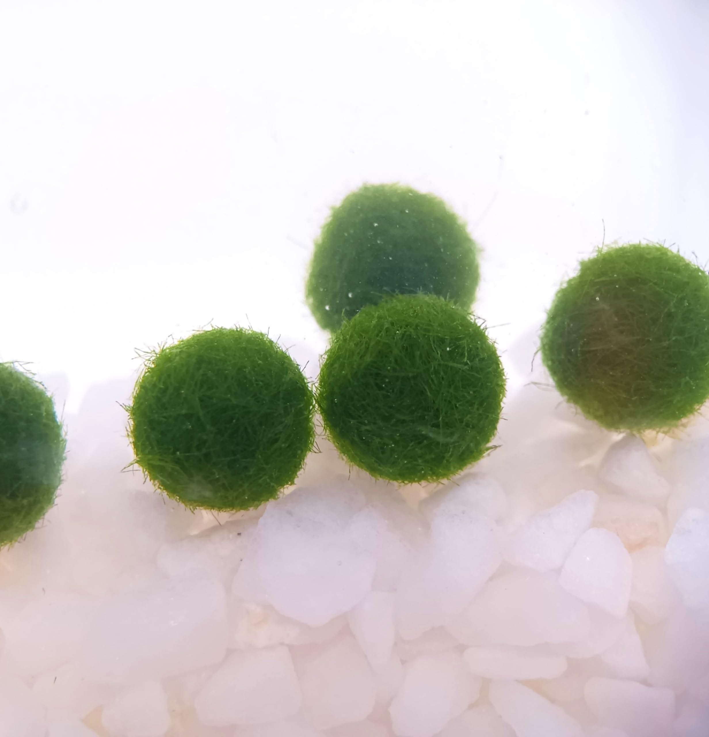 Amazon | まりも薄型水槽(1.0cm×3個,1.3cm×2個,1.5cm×2個) 飼育セット