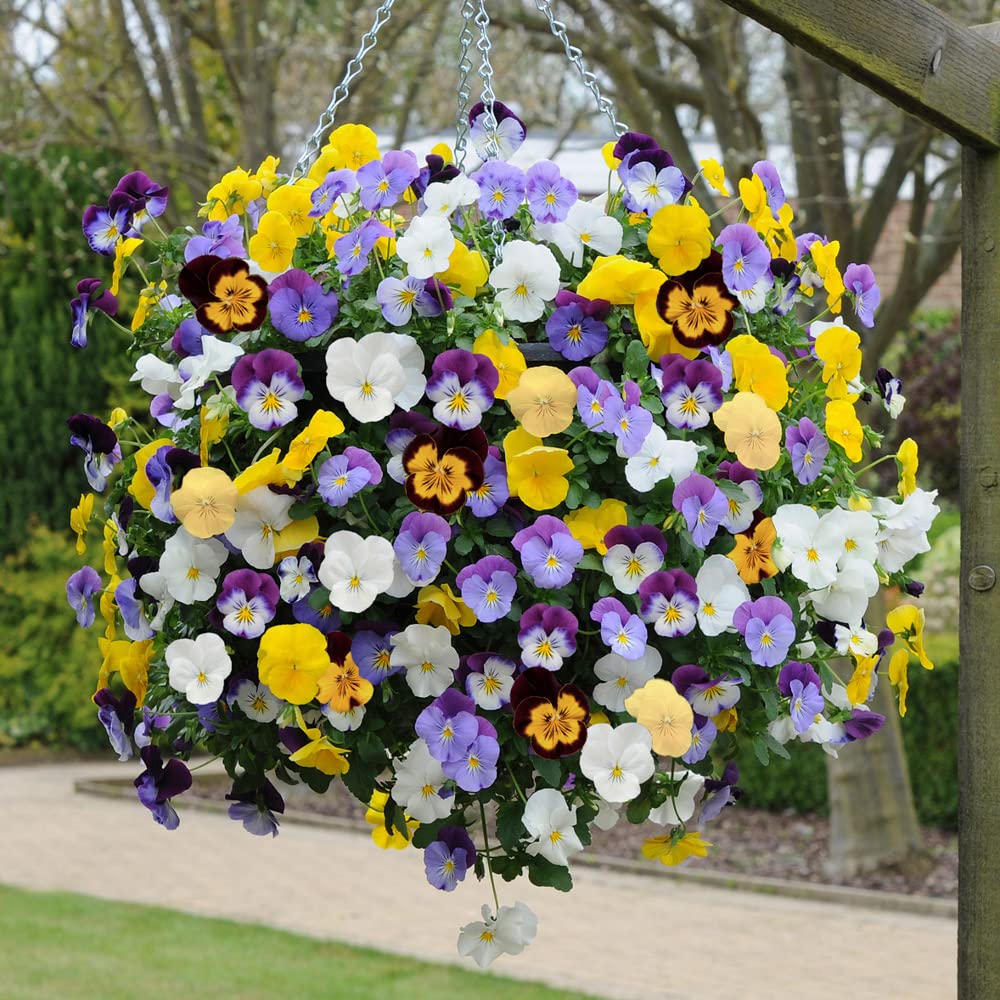 YouGarden Pansy 'Cool Wave' Mix, Pack of 10 Garden Ready Plants, Early Spring Flowering, Autumn to Spring Bedding Plants, for Containers and Borders