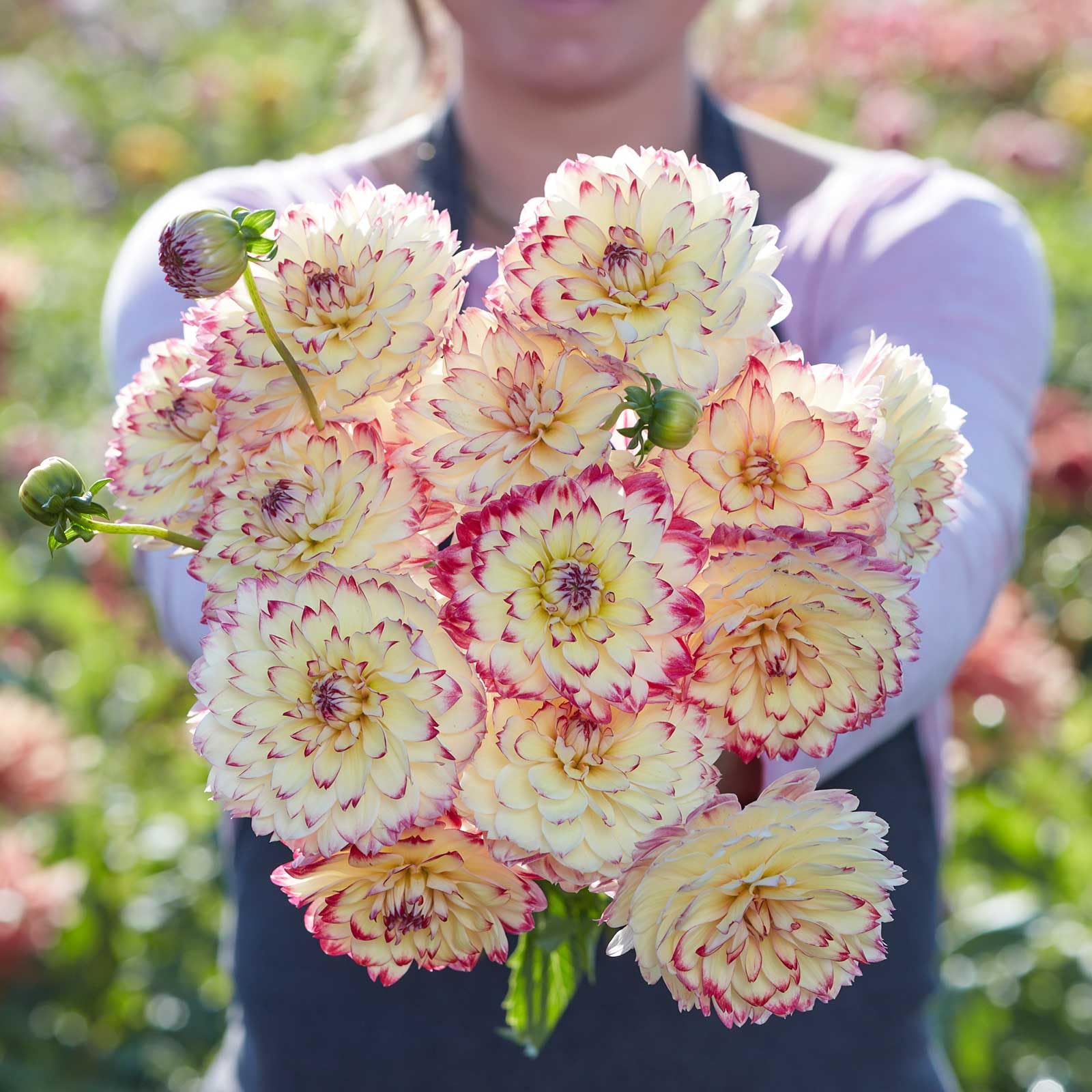 Eden Brothers Aphrodite Dahlias