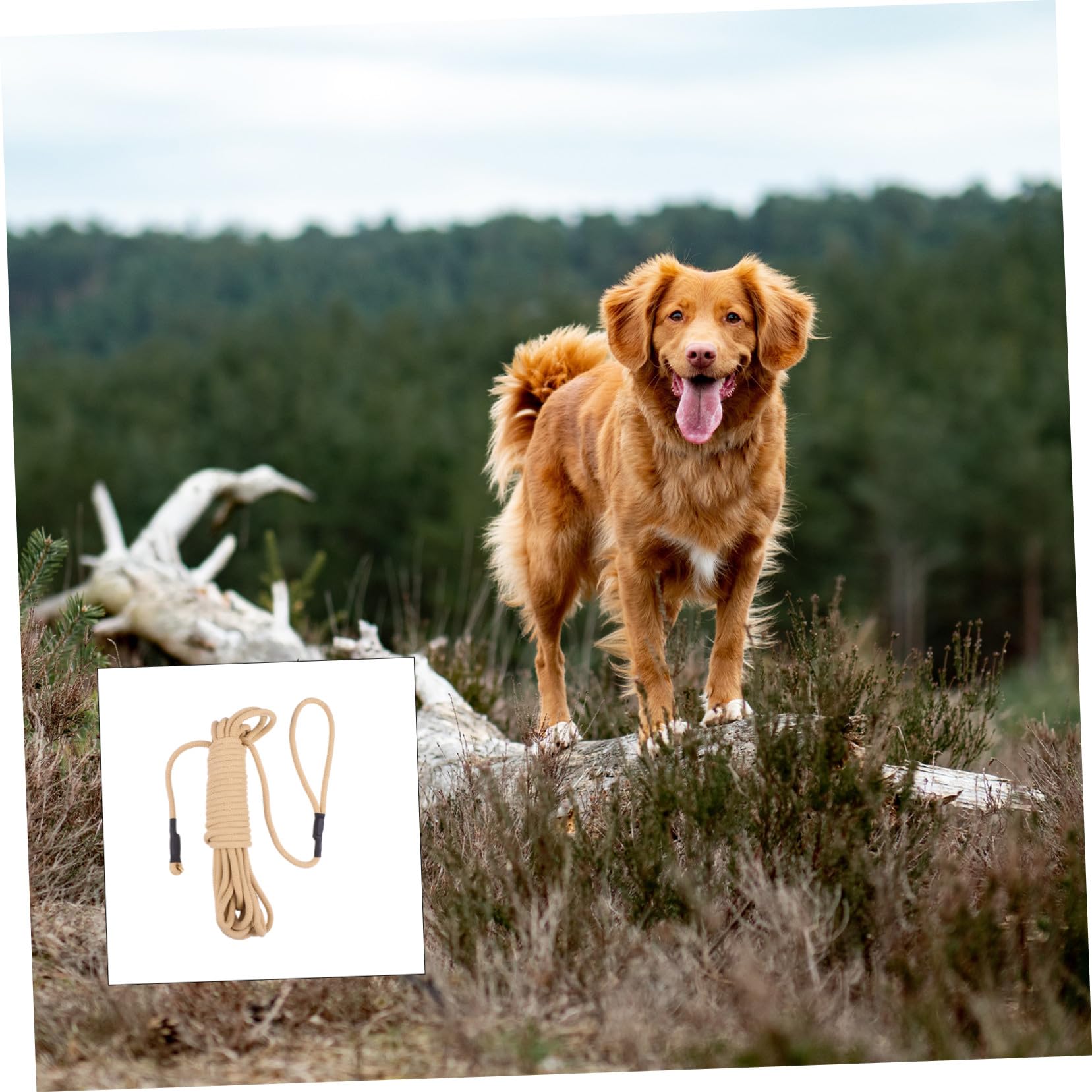 Correa para Perros Grandes Resistente y Larga de Metros Cuerda Gruesa de Polipropileno Duradera para Entrenamiento y Paseos al Aire con Gancho Fácil de Usar