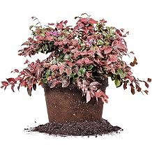 Ruby Loropetalum 3 Gallon