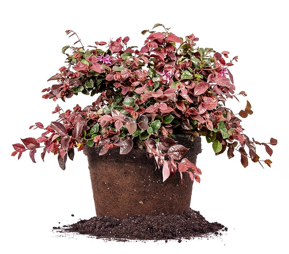 Ruby Loropetalum