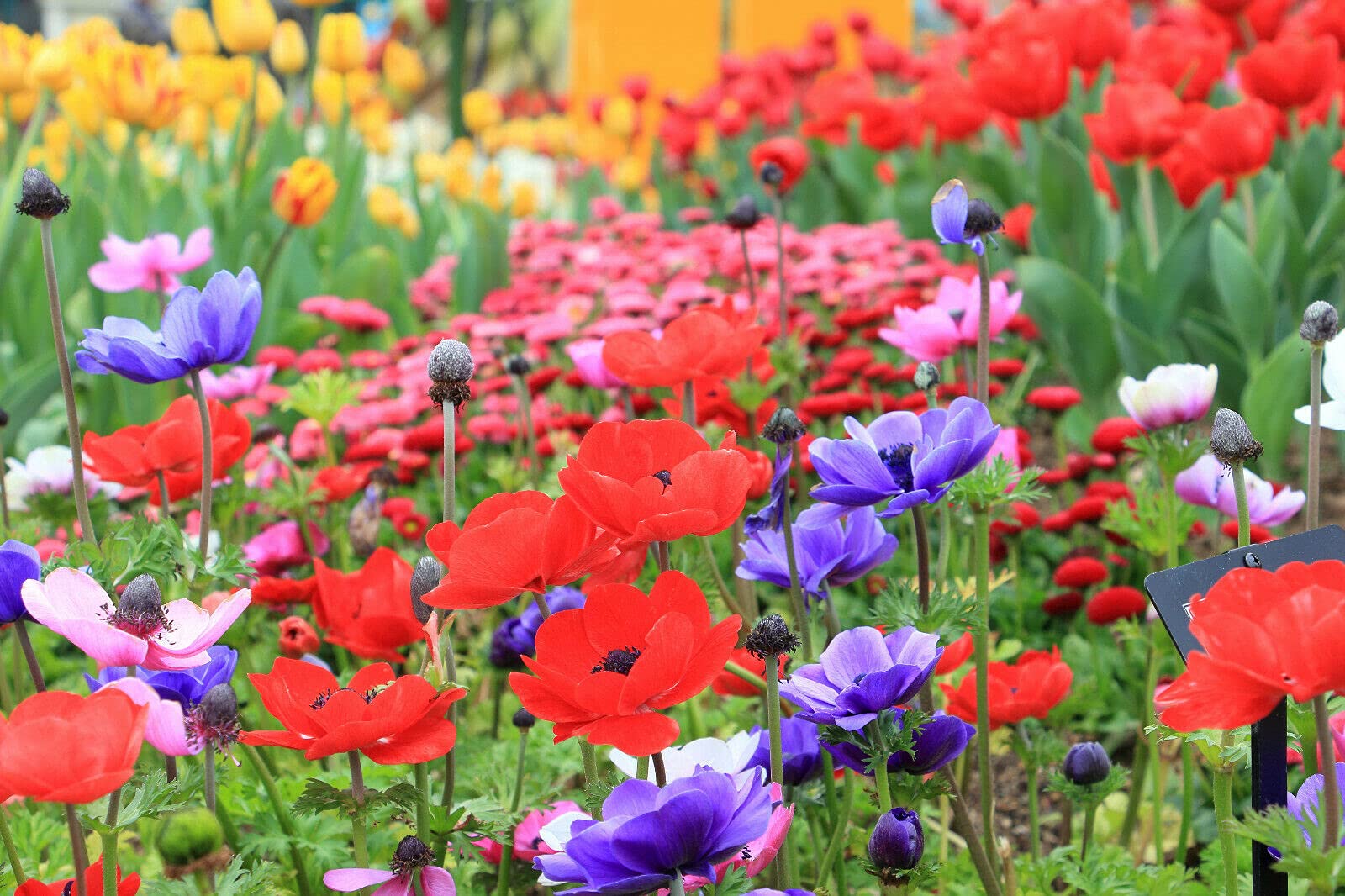 Anemone De Caen Mixed Spring Summer Flowering Shapes Hardy Perennial Bulbs X25 Bulbs-image-47