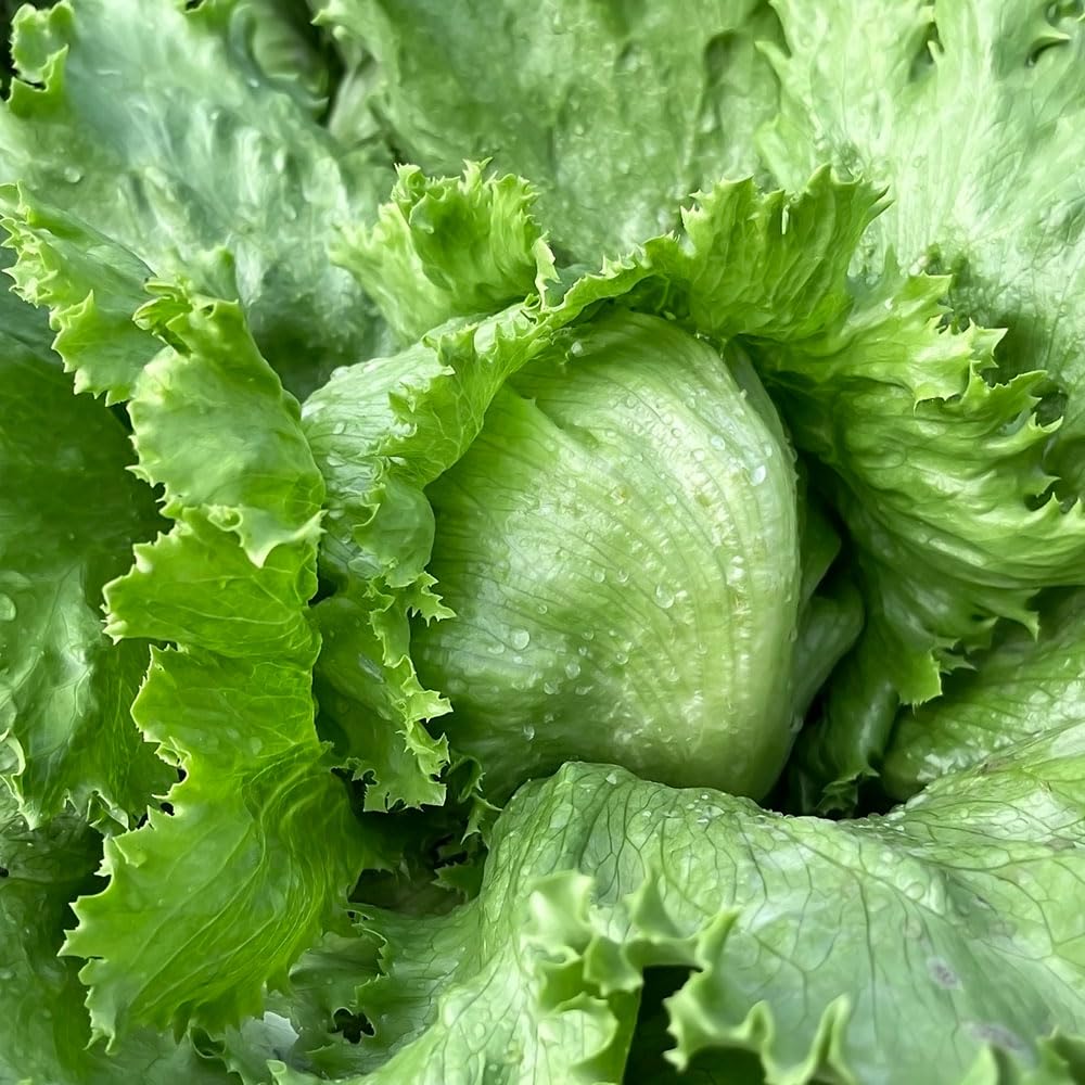 Lettuce Brasiliana Seeds – Large Crisp Head Variety – Heritage Italian Type – Tender Sweet Leaves – Easy to Grow – Ideal for Summer Harvest