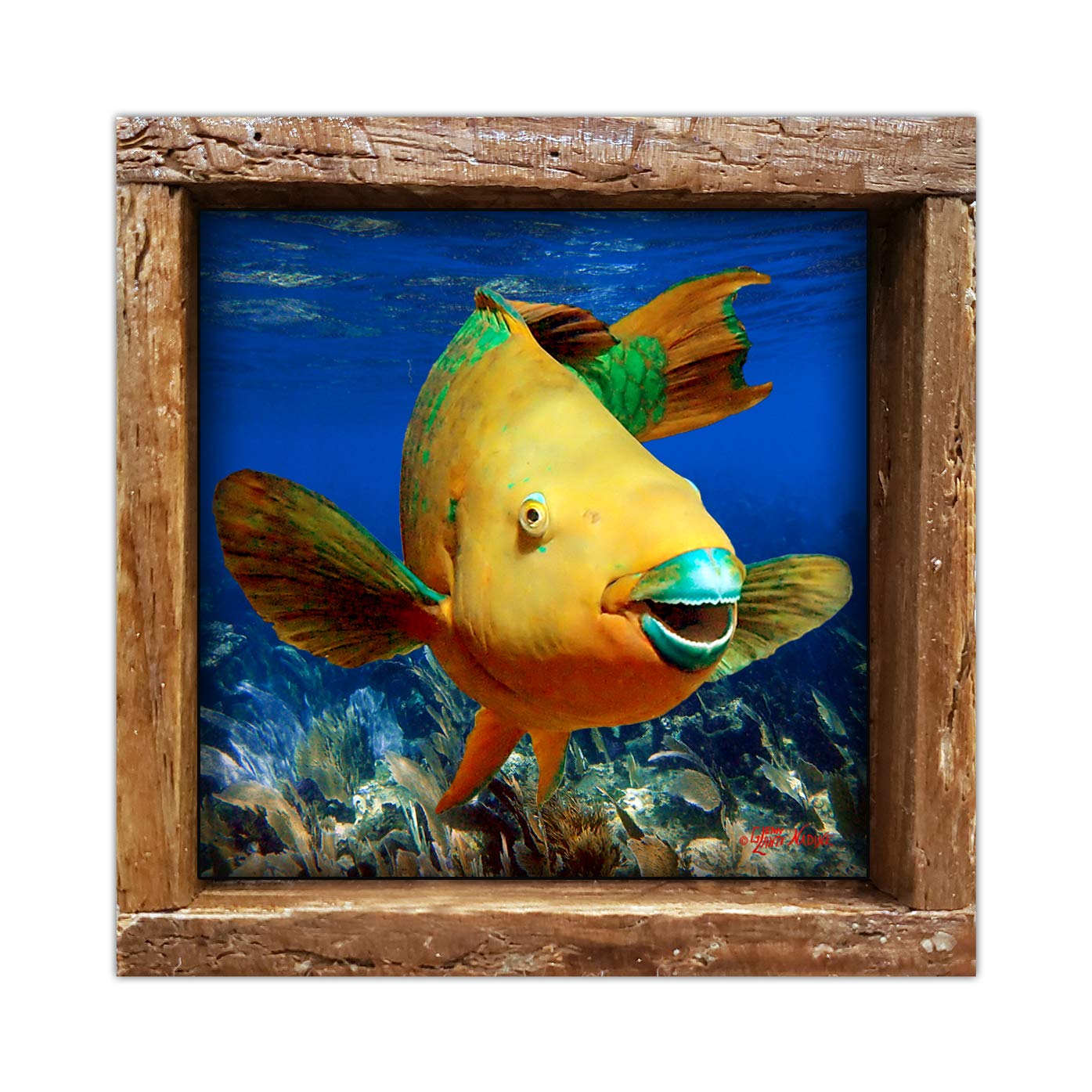 Rainbow Parrotfish | Underwater Photo Parrotfish in The Florida Keys Printed on a 4.25 x 4.25 Glossy Ceramic Tile Framed in Lobster Trap Frame