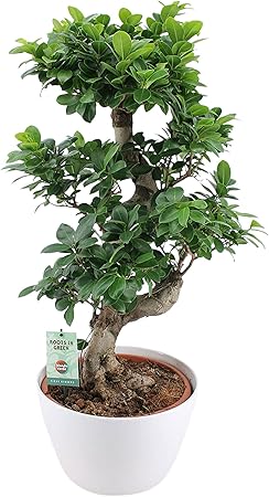 Ficus Microcarpa Ginseng Xl Chinesische Feige Bonsai Baum Inkl Ziertopf Weiss Hohe 70 75cm Topf O 30x25cm Amazon De Garten