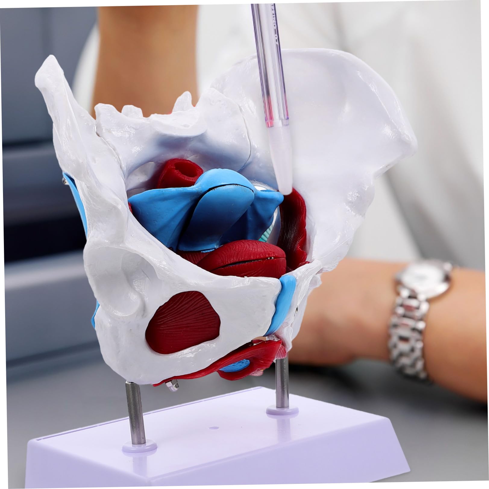 Modello Pelvico Femminile in Pvc Separabile, Modello Anatomico Muscolare del Pavimento Pelvico per Insegnamento Medico e Dimostrazioni, Strumento Didattico Portatile per Scuole