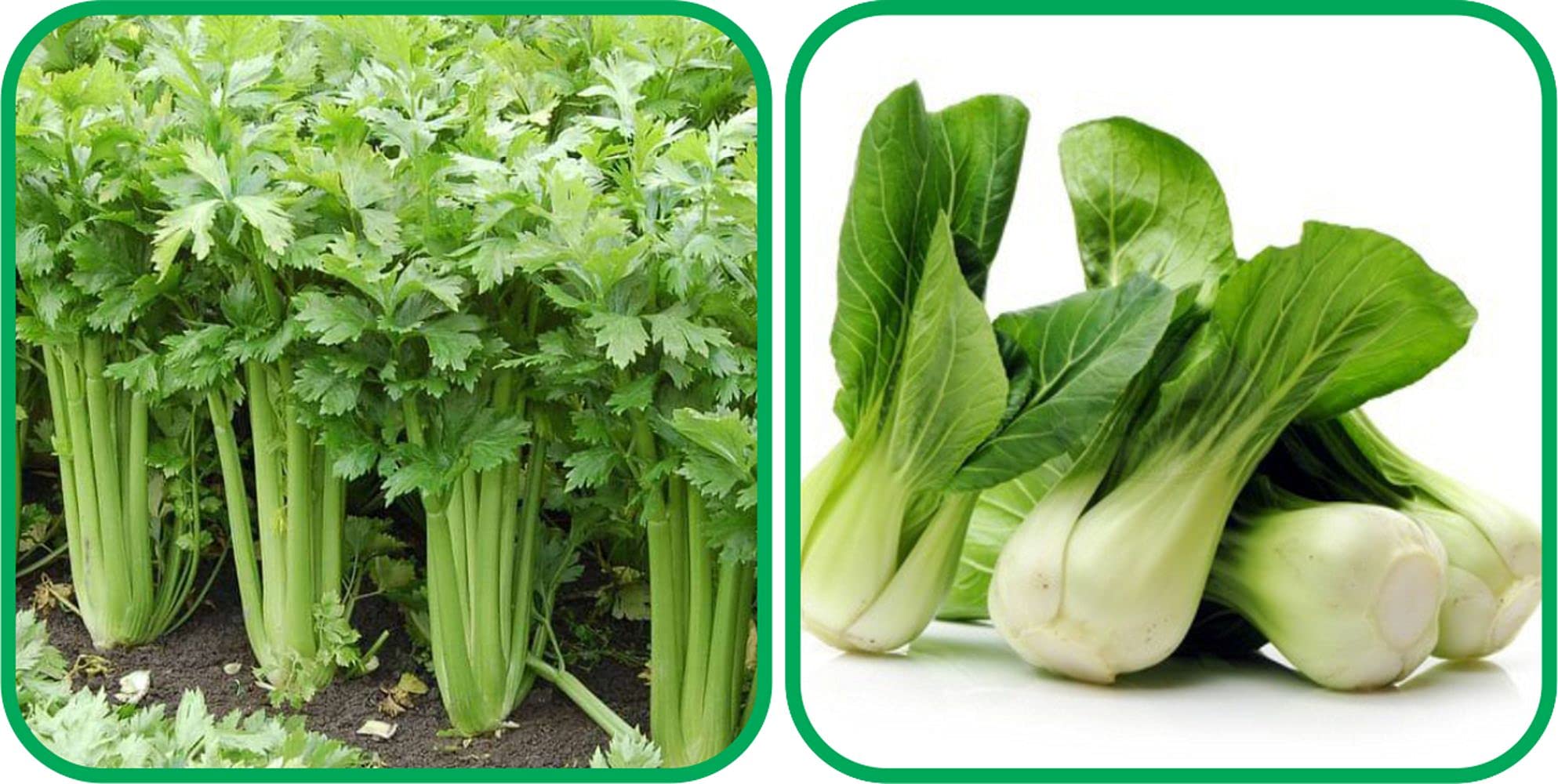 Aero Seeds Pak Choi (50 Seeds) And Celery (100 Seeds) Vegetable Seeds Pack (B0989ZCZXK) Amazon Price History, Amazon Price Tracker