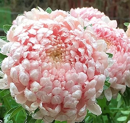 Miniatura 2 de Duchess Aster Mix Seeds - Aproximadamente 1000 semillas