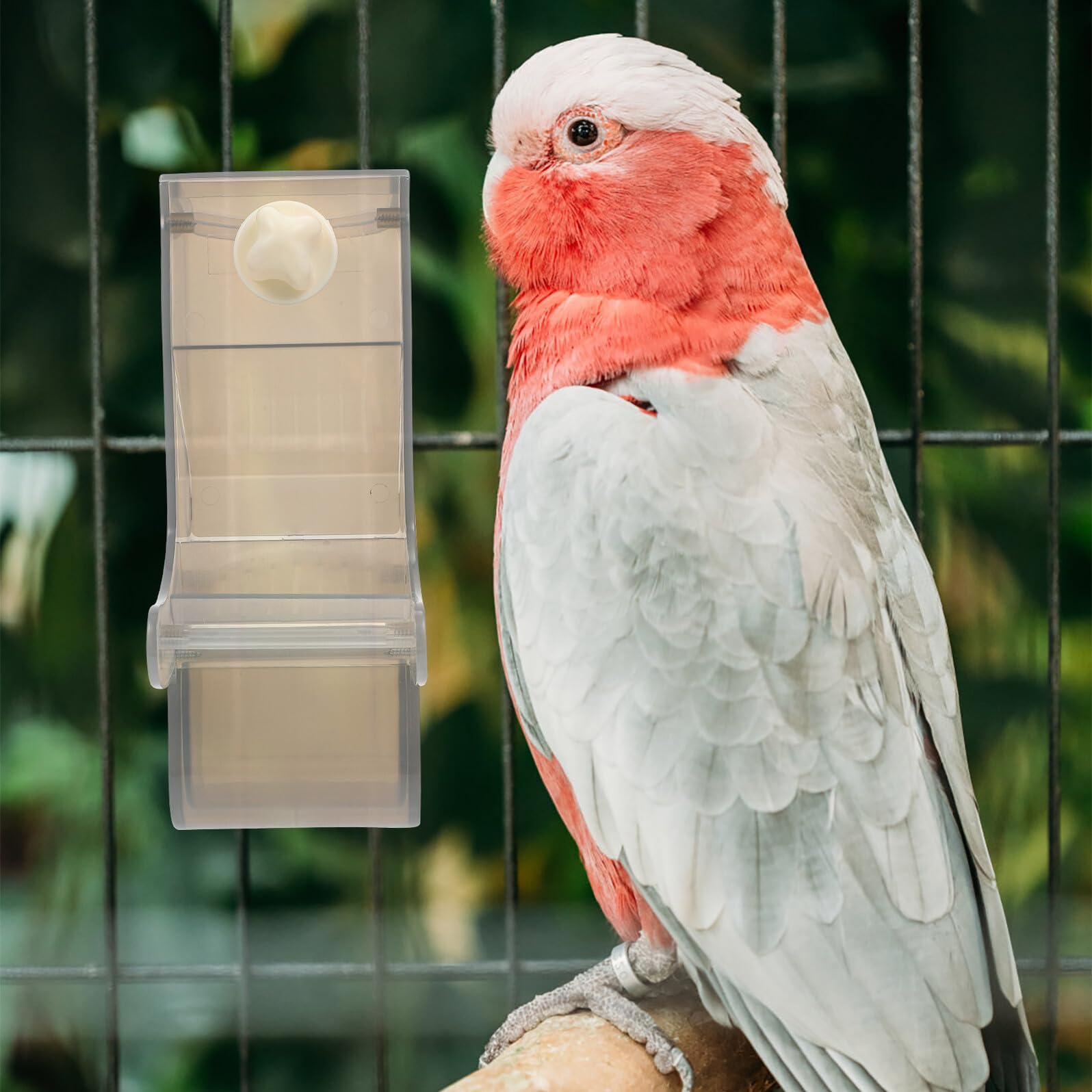 Mobestech Mangiatoia per Pappagalli Contenitore Alimenti Capacità Grande in Plastico e Acciaio Inossidabile Resistente Antipolvere e Antigraffio per Gabbie di Uccelli