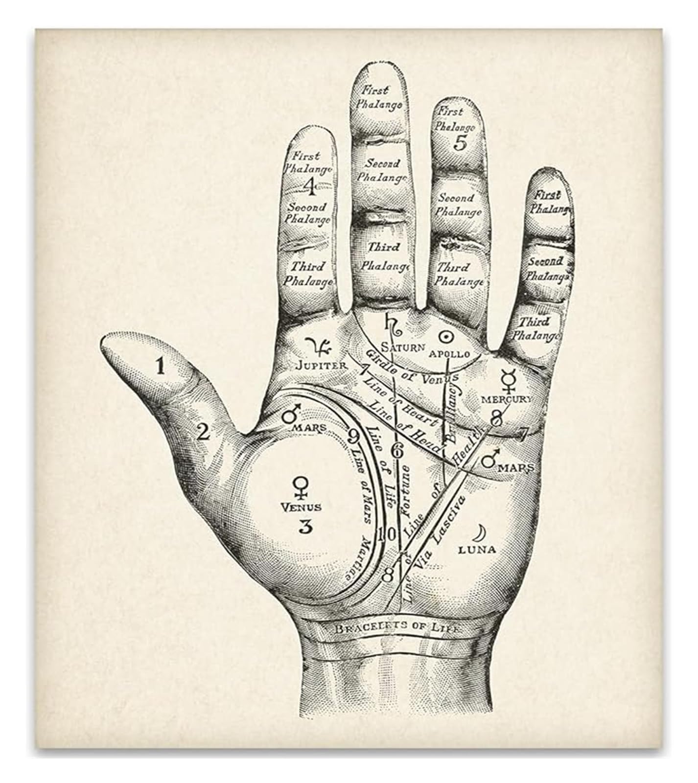 Fortune Telling Palmistry Poster Vintage Style Occult Mystic Wall Decor Art Spiritual(Framed,08x12inch(20x30cm))