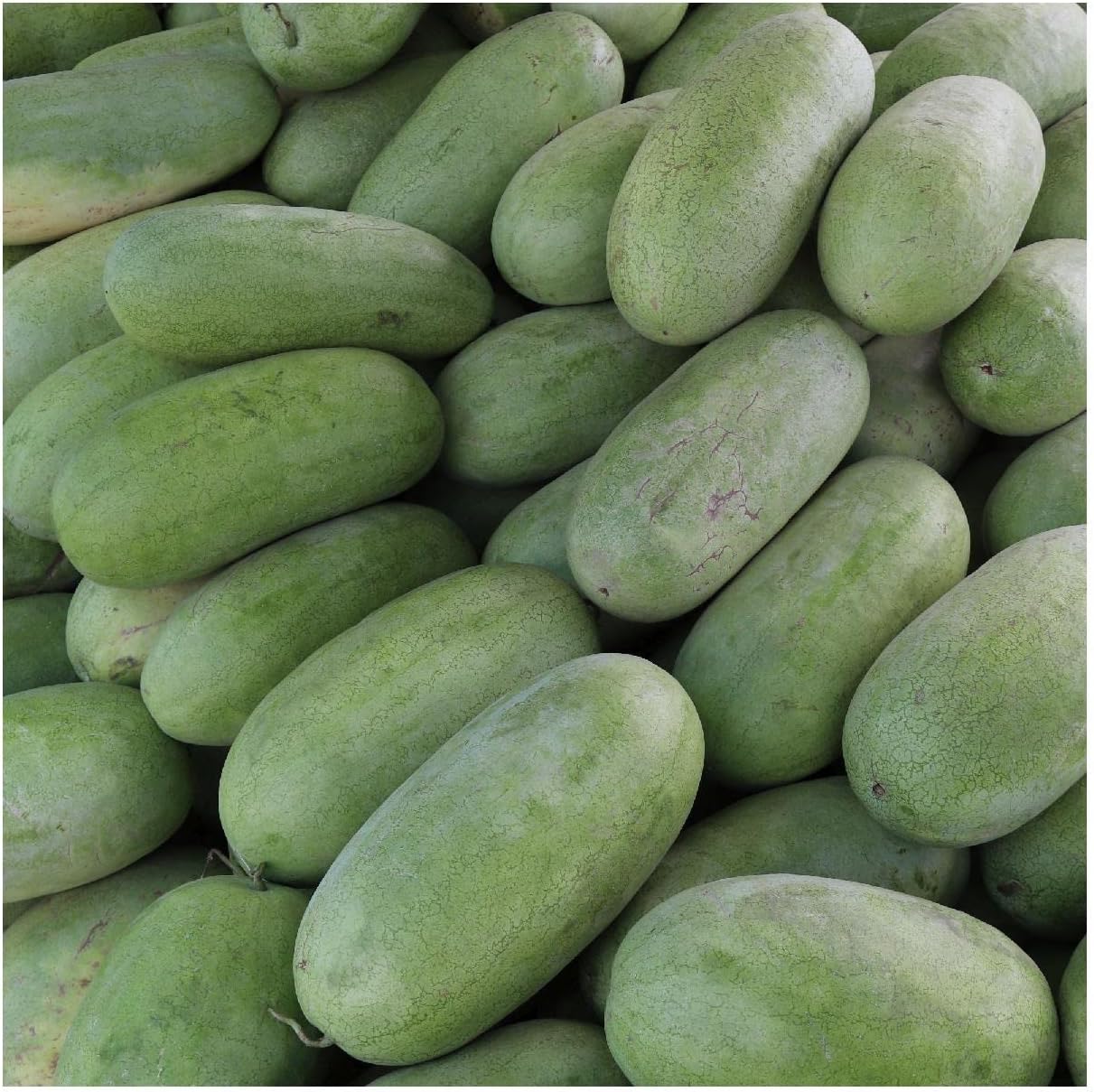 Everwilde Farms - 1 Lb Charleston Gray Watermelon Seeds - Gold Vault