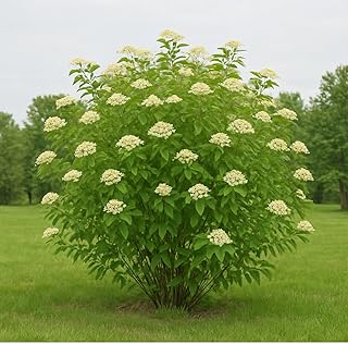 Gray Dogwood Bush Seedlings for Planting - Great for Landscape or Yard S...
