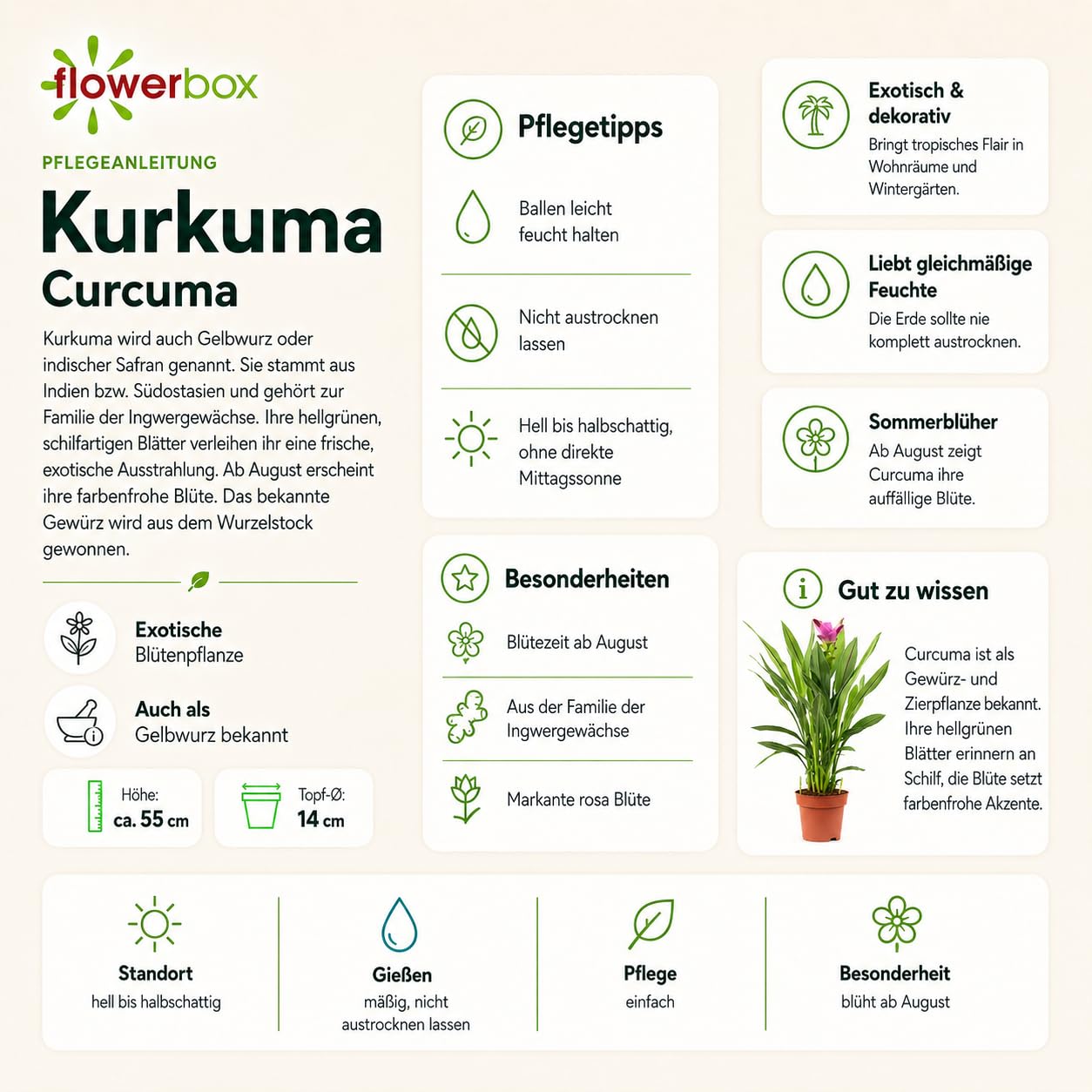 Kurkuma - echte Zimmerpflanze, Curcuma - Hhe ca. 55 cm, Topf- 14 cm :  Amazon.de: Garten