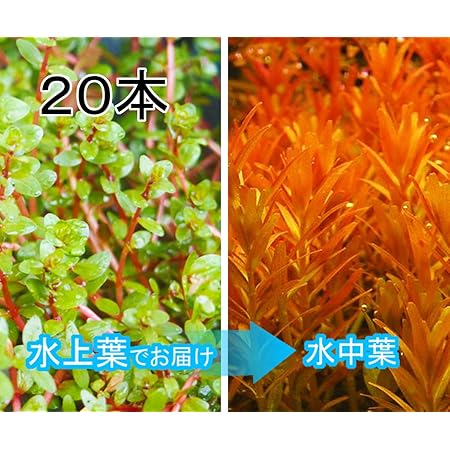 Amazon 水草 ミニ素焼き鉢 アラグアイア レッドロタラ 水上葉 無農薬 １鉢 北海道航空便要保温 Charm チャーム 生体水草 通販