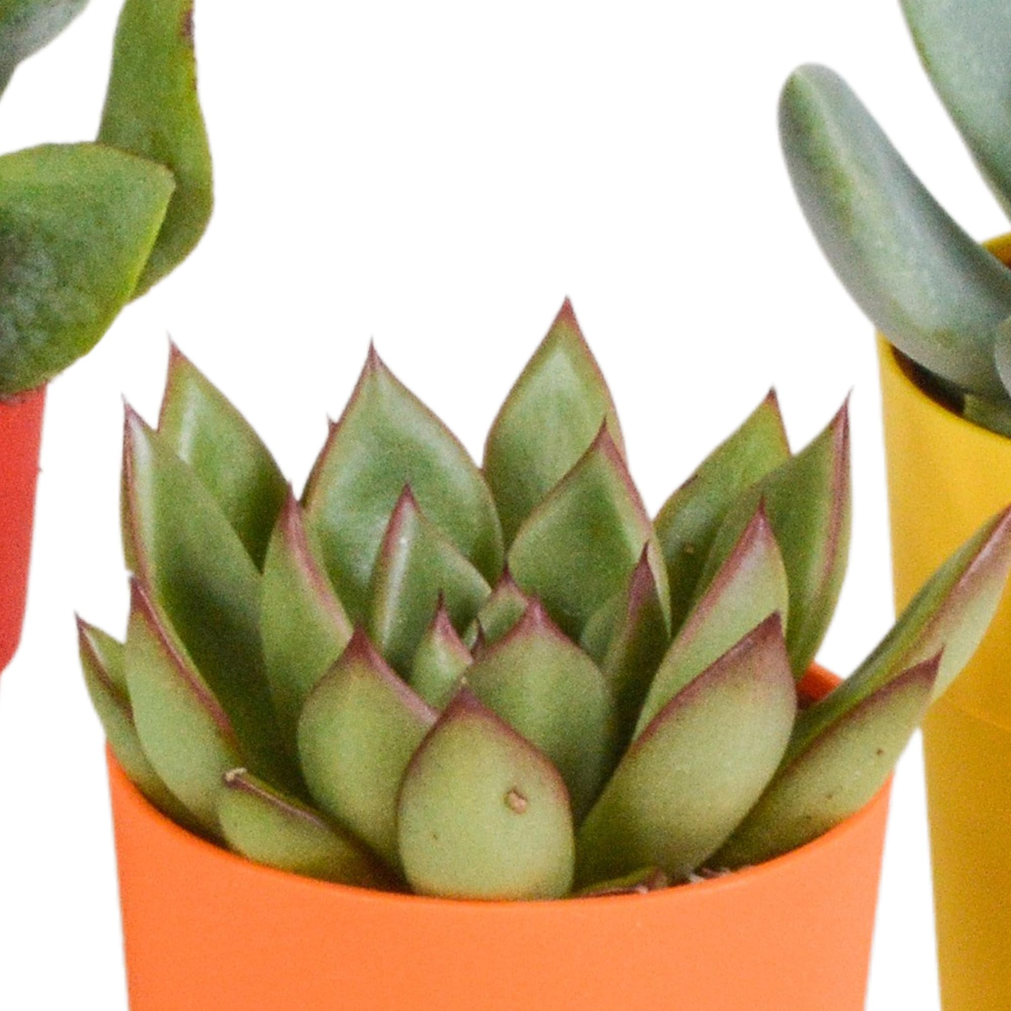 Mix Piante Grasse, Vaso in Plastica, da Interno, Set da 5, 5.5 cm