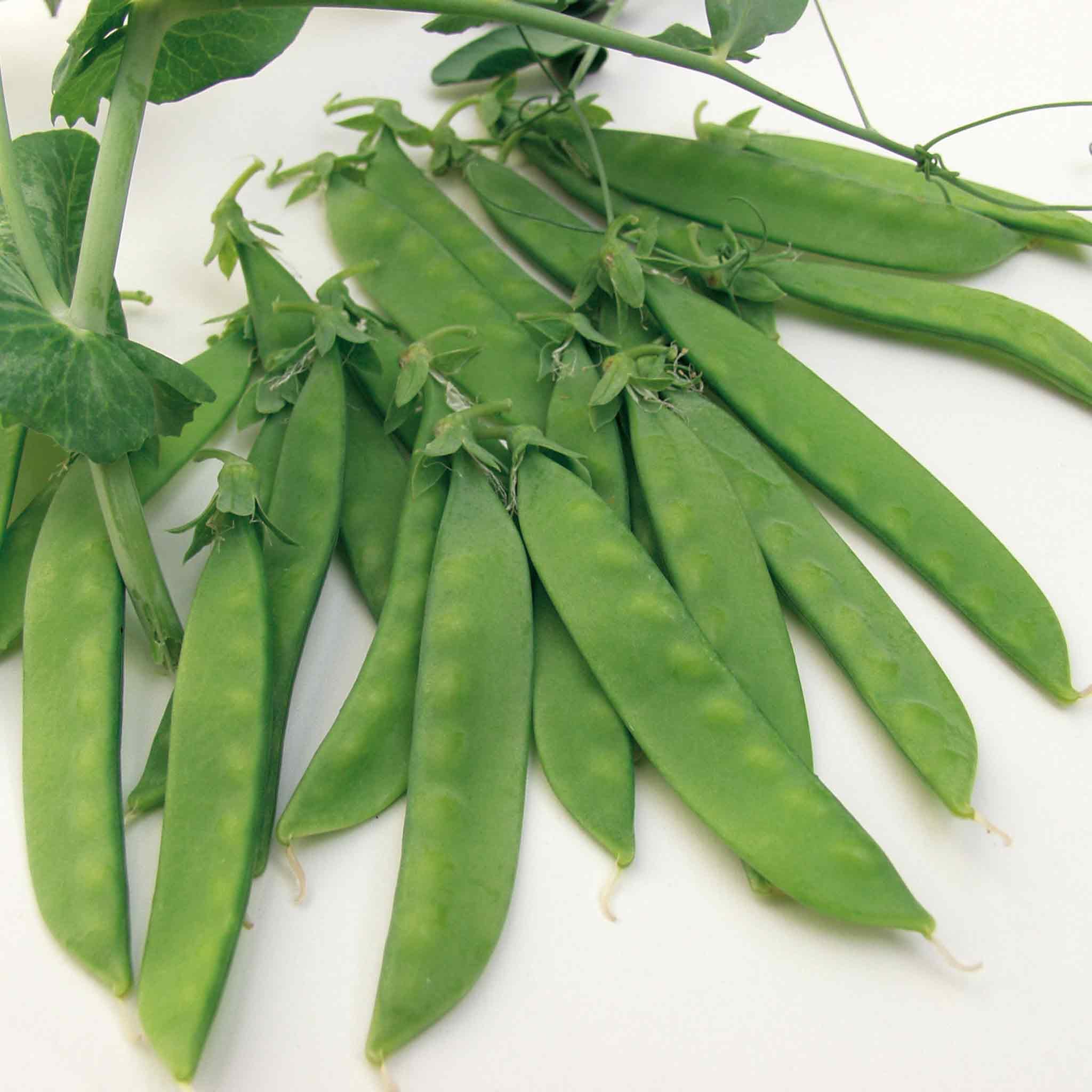 Marshalls Garden Pea Seeds Sugar Norli Organic Sugar Snap - 200 Seeds