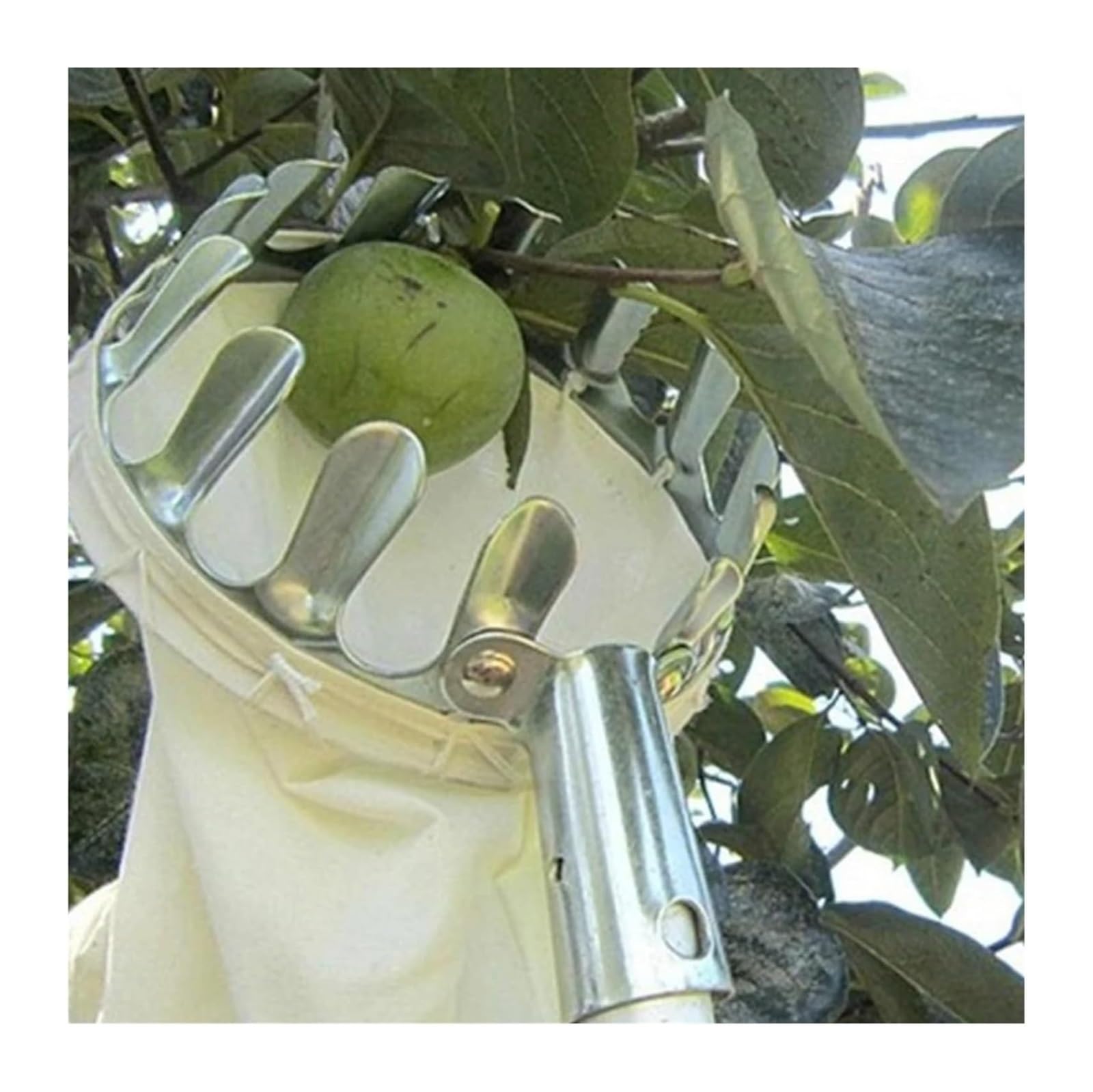 Obstpflücker, Obstpflücker, Korb, Apfel, Orange, Pflaume, Teleskopstange, for Zuhause, Obstgarten, Bauernhof, Garten