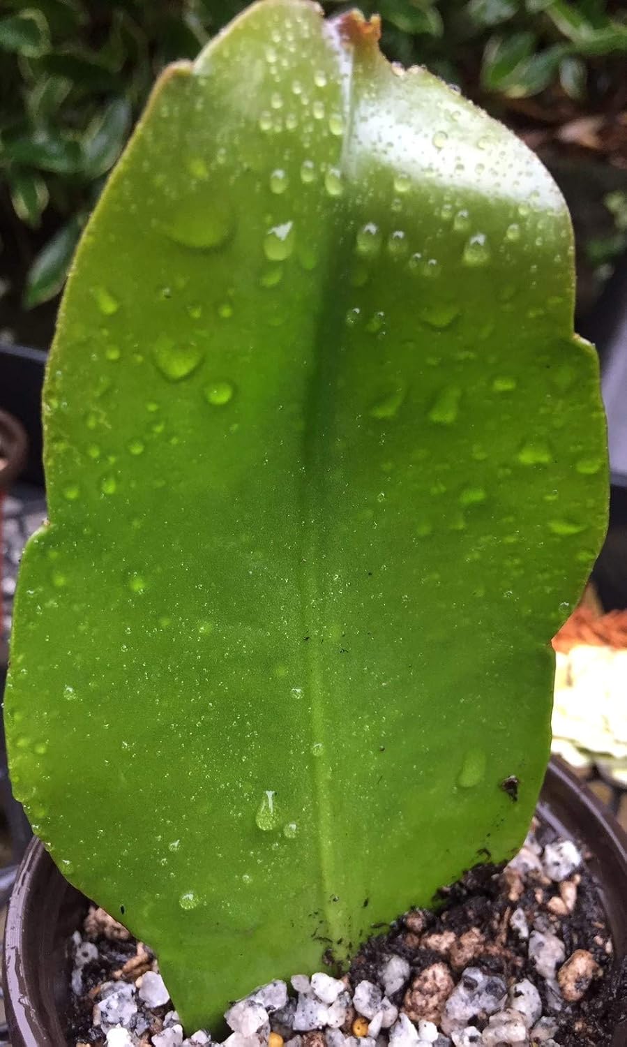 Epiphyllum Oxypetalum, Queen of The Night, HOA Quỳnh: 1 Well Rooted Live Plant