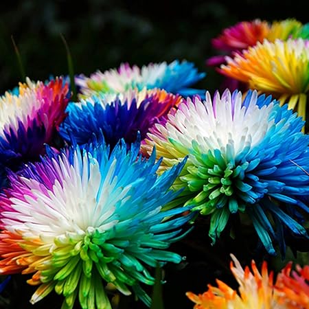 puran 100 Stück/Beutel Regenbogen-Chrysanthemensamen Zum Pflanzen, DIY Hohe Keimrate Mehrfarbige Winterharte Mehrjährige Blumensamen Für Zu Hause Regenbogen-Chrysanthemensamen