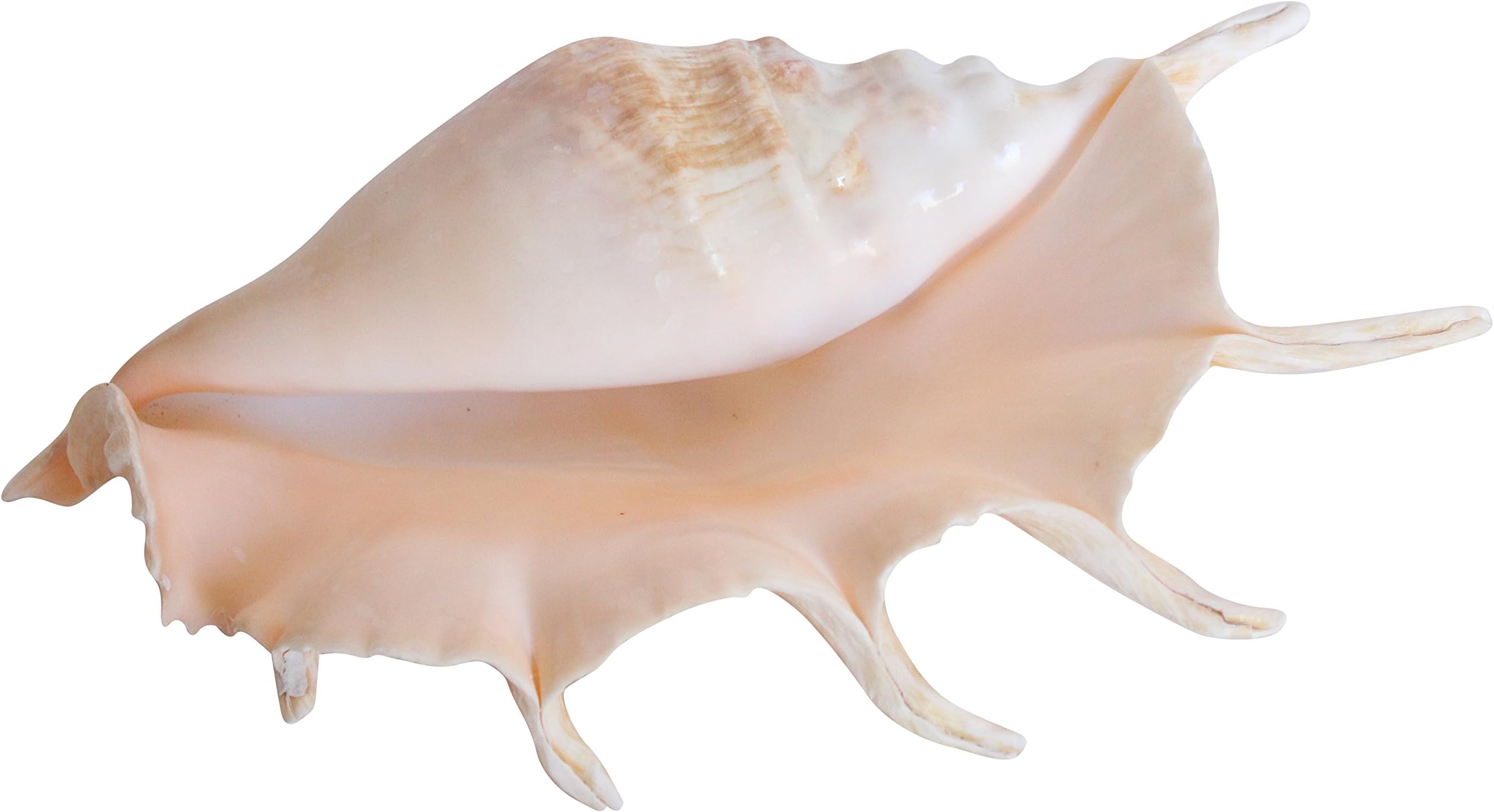 Lambis Truncata Sea Shell Giant Spider Conch 7-Fingered Beach Home Decoration